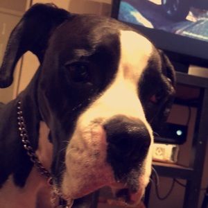 Meet your Posher, Morgan